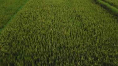 4k drone stok görüntüsü, hareket bulanıklığı olan bir Bali Adası 'ndaki yeşil pirinç tarlasının en üst görüntüsü.