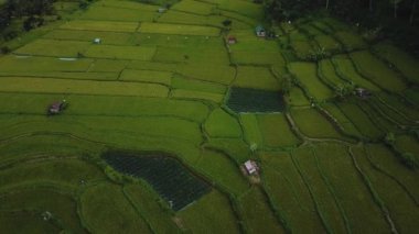 4k drone stok görüntüsü, hareket bulanıklığı olan bir Bali Adası 'ndaki yeşil pirinç tarlasının en üst görüntüsü.