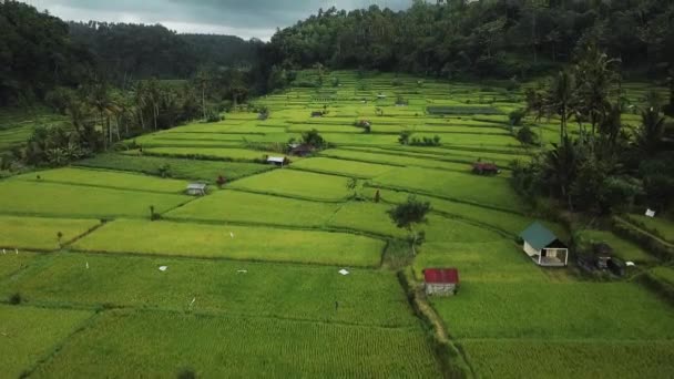 Drone Stock Footage Top View Green Rice Field Bali Island — Wideo stockowe