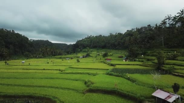 Drón Állomány Felvételek Top Kilátás Zöld Rizs Mező Egy Bali — Stock videók