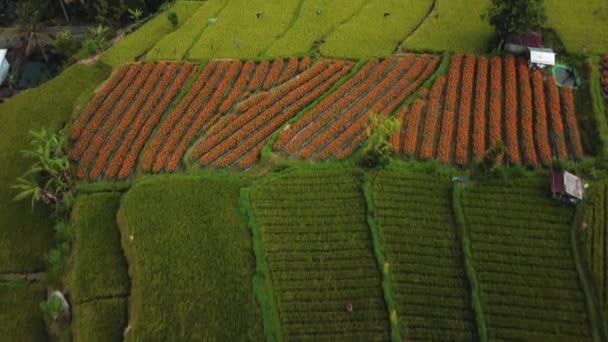 Запись Беспилотника Видом Зеленое Рисовое Поле Желтыми Цветами Острове Бали — стоковое видео