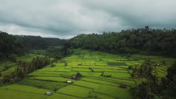 動きのブレを持つバリ島の緑の田んぼの上から見た4Kドローンのストック映像 — ストック動画