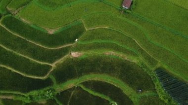 4k drone stok görüntüsü, hareket bulanıklığı olan bir Bali Adası 'ndaki yeşil pirinç tarlasının en üst görüntüsü.