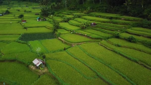 Drone Stock Filmato Con Vista Dall Alto Della Risaia Verde — Video Stock