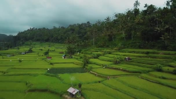 Drón Állomány Felvételek Top Kilátás Zöld Rizs Mező Egy Bali — Stock videók