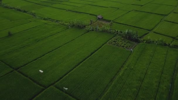 動きのブレを持つバリ島の緑の田んぼの上から見た4Kドローンのストック映像 — ストック動画