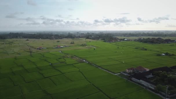Rekaman Saham Drone Dengan Tampilan Atas Sawah Hijau Sebuah Pulau — Stok Video