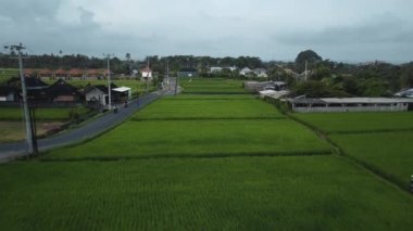 4k drone stok görüntüsü. Yeşil pirinç tarlasının en üst görüntüsü. Bali adasında, yolda arabalar ve hareket bulanıklığı var. 
