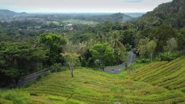 Drone Stockfilm Med Utsikt Över Gröna Risfält Bali Med Bilar — Stockvideo
