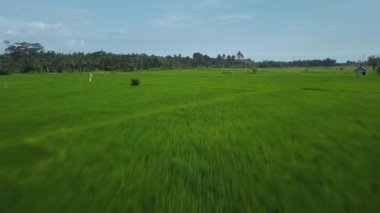 Hız ve hareket bulanıklığı olan bir Bali adasındaki yeşil pirinç tarlasını en iyi gören 4k drone stok görüntüsü. 