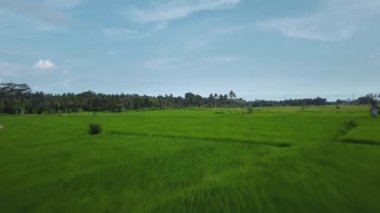 Hız ve hareket bulanıklığı olan bir Bali adasındaki yeşil pirinç tarlasını en iyi gören 4k drone stok görüntüsü. 