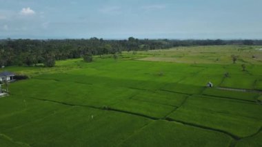 Hız ve hareket bulanıklığı olan bir Bali adasındaki yeşil pirinç tarlasını en iyi gören 4k drone stok görüntüsü. 