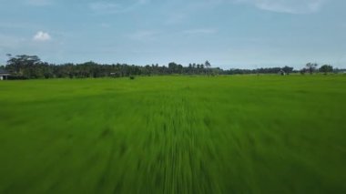 Hız ve hareket bulanıklığı olan bir Bali adasındaki yeşil pirinç tarlasını en iyi gören 4k drone stok görüntüsü. 