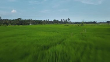 Hız ve hareket bulanıklığı olan bir Bali adasındaki yeşil pirinç tarlasını en iyi gören 4k drone stok görüntüsü. 