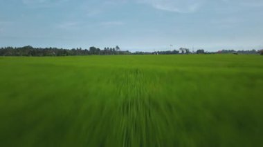 Hız ve hareket bulanıklığı olan bir Bali adasındaki yeşil pirinç tarlasını en iyi gören 4k drone stok görüntüsü. 
