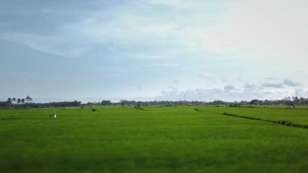 Drohnenmaterial Mit Draufsicht Auf Das Grüne Reisfeld Auf Einer Bali — Stockvideo