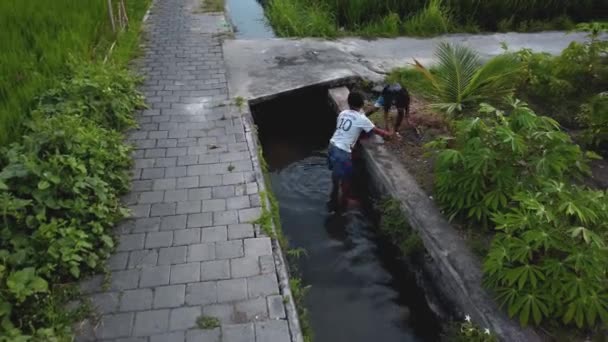 Drone Stok Görüntüsü Bali Adasındaki Yeşil Pirinç Tarlasını Nehirde Balık — Stok video