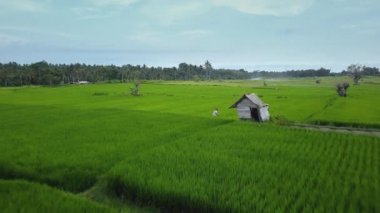 Hız ve hareket bulanıklığı olan bir Bali adasındaki yeşil pirinç tarlasını en iyi gören 4k drone stok görüntüsü. 