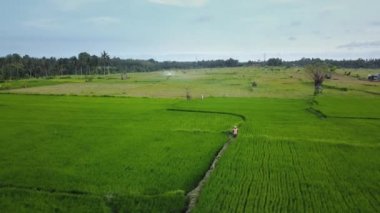 Hız ve hareket bulanıklığı olan bir Bali adasındaki yeşil pirinç tarlasını en iyi gören 4k drone stok görüntüsü. 