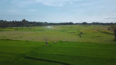 Hız ve hareket bulanıklığı olan bir Bali adasındaki yeşil pirinç tarlasını en iyi gören 4k drone stok görüntüsü. 