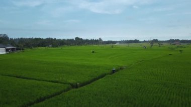 Hız ve hareket bulanıklığı olan bir Bali adasındaki yeşil pirinç tarlasını en iyi gören 4k drone stok görüntüsü. 