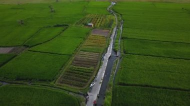 4k drone stok görüntüsü, hareket bulanıklığı olan bir Bali Adası 'ndaki yeşil pirinç tarlasının en üst görüntüsü. 