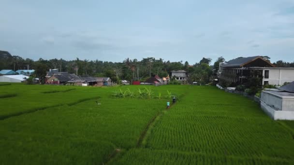 Drone Stockfilm Med Ovanifrån Grönt Ris Fält Bali Med Snabb — Stockvideo