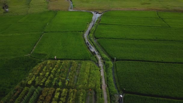 Drone Stok Görüntüsü Hareket Bulanıklığı Olan Bir Bali Adası Ndaki — Stok video