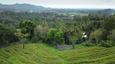 4k drone stok görüntüsü. Yeşil pirinç tarlasının en üst görüntüsü. Bali adasında, yolda arabalar ve hareket bulanıklığı var. 