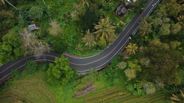 Drone Stock Footage Top View Green Rice Field Bali Island — Wideo stockowe