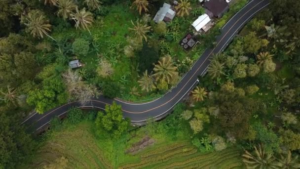 Drone Stok Görüntüsü Yeşil Pirinç Tarlasının Üst Görüntüsü Bali Adasında — Stok video