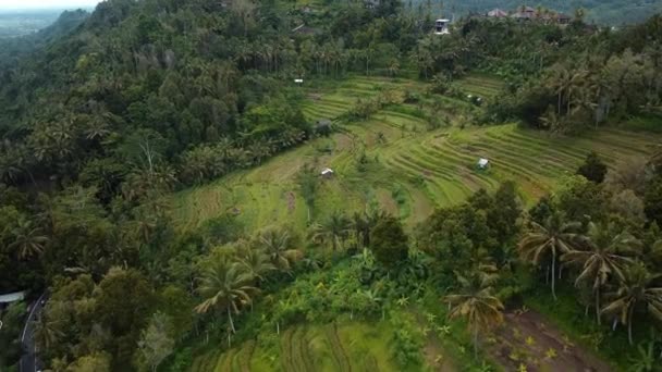 Drone Stock Záběry Horní Pohled Zelené Rýžové Pole Ostrově Bali — Stock video