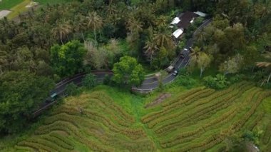 4k drone stok görüntüsü. Yeşil pirinç tarlasının en üst görüntüsü. Bali adasında, yolda arabalar ve hareket bulanıklığı var. 