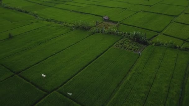 Drone Πλάνα Αρχείου Κορυφαία Θέα Του Πράσινου Ορυζώνα Ένα Νησί — Αρχείο Βίντεο