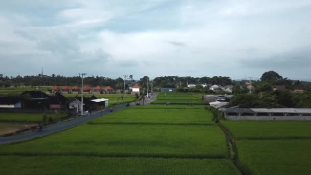 Drone Stock Záběry Horní Pohled Zelené Rýžové Pole Ostrově Bali — Stock video