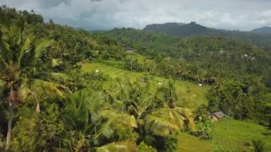 4k drone stok görüntüsü, hareket bulanıklığı olan bir Bali Adası 'ndaki yeşil pirinç tarlasının en üst görüntüsü. 