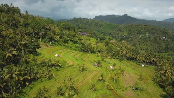 Drón Állomány Felvételek Top Kilátás Zöld Rizs Mező Egy Bali — Stock videók