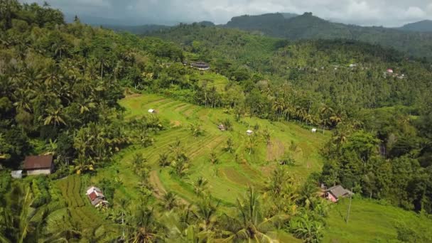 Drón Állomány Felvételek Top Kilátás Zöld Rizs Mező Egy Bali — Stock videók