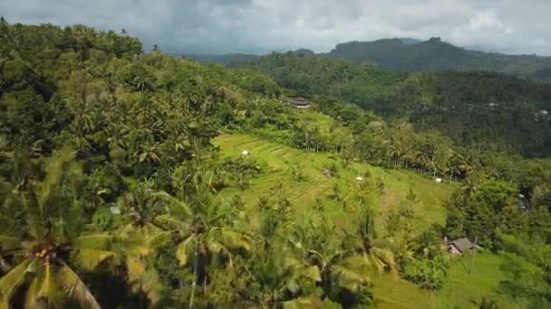 Rekaman Saham Drone Dengan Tampilan Atas Sawah Hijau Sebuah Pulau — Stok Video