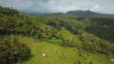 4k drone stok görüntüsü, hareket bulanıklığı olan bir Bali Adası 'ndaki yeşil pirinç tarlasının en üst görüntüsü. 