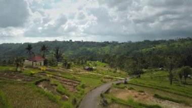 4k drone stok görüntüsü, hareket bulanıklığı olan bir Bali Adası 'ndaki yeşil pirinç tarlasının en üst görüntüsü. 