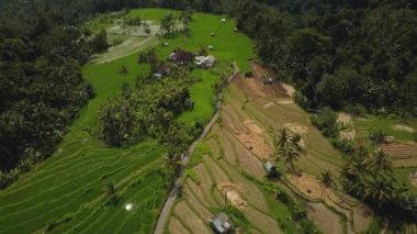 4k drone stok görüntüsü, hareket bulanıklığı olan bir Bali Adası 'ndaki yeşil pirinç tarlasının en üst görüntüsü. 