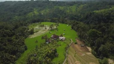 4k drone stok görüntüsü, hareket bulanıklığı olan bir Bali Adası 'ndaki yeşil pirinç tarlasının en üst görüntüsü. 