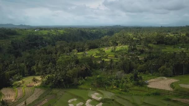 Drone Stock Záběry Horním Pohledem Zelené Rýžové Pole Ostrově Bali — Stock video