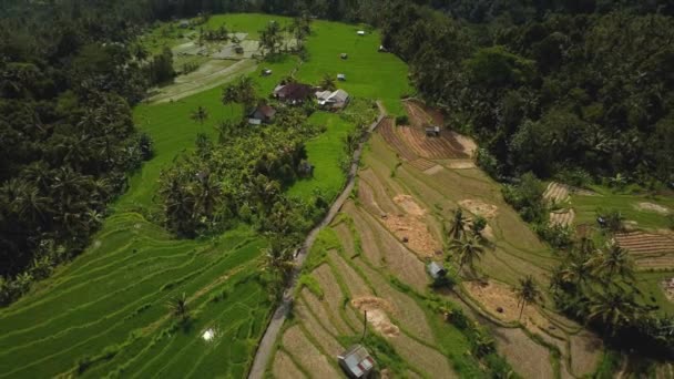 動きのブレを持つバリ島の緑の田んぼの上から見た4Kドローンのストック映像 — ストック動画