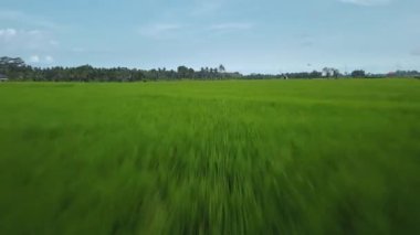 Hız ve hareket bulanıklığı olan bir Bali adasındaki yeşil pirinç tarlasını en iyi gören 4k drone stok görüntüsü. 