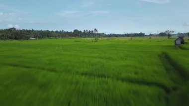 Hız ve hareket bulanıklığı olan bir Bali adasındaki yeşil pirinç tarlasını en iyi gören 4k drone stok görüntüsü. 