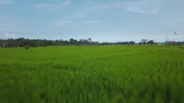 Hız ve hareket bulanıklığı olan bir Bali adasındaki yeşil pirinç tarlasını en iyi gören 4k drone stok görüntüsü. 