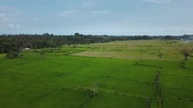 Hız ve hareket bulanıklığı olan bir Bali adasındaki yeşil pirinç tarlasını en iyi gören 4k drone stok görüntüsü. 