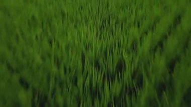 Hız ve hareket bulanıklığı olan bir Bali adasındaki yeşil pirinç tarlasını en iyi gören 4k drone stok görüntüsü. 